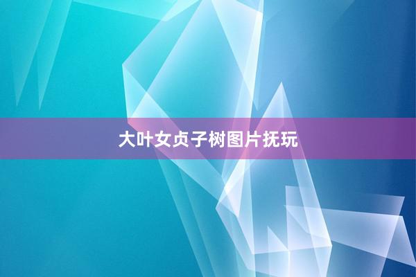 大叶女贞子树图片抚玩